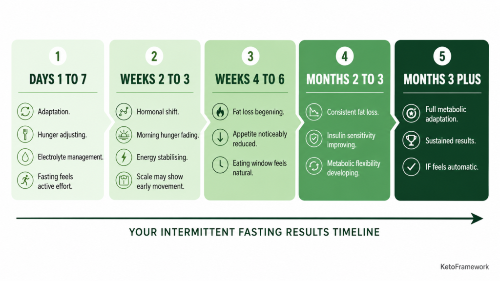 Clean five-phase horizontal timeline infographic showing intermittent fasting timeline results from adaptation in week one through hormonal shift in weeks two to three fat loss beginning in weeks four to six consistent fat loss in months two to three and full metabolic adaptation after month three