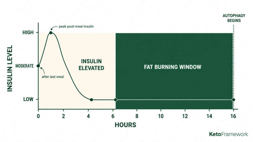 Clean line graph showing insulin levels rising after a meal then falling to a low fat-burning level during the intermittent fasting window with the fat burning window shaded in green and autophagy beginning marked at 16 hours representing how does intermittent fasting work through the sustained low-insulin environment