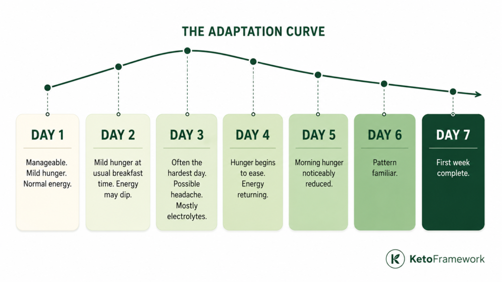 Clean day-by-day infographic showing the intermittent fasting first week adaptation curve across seven days from a manageable day one through the hardest day three to a familiar comfortable pattern by day seven representing what beginners can expect