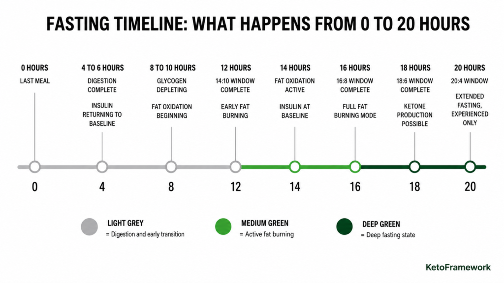 Clean horizontal timeline infographic showing key metabolic milestones during fasting from last meal through digestion and glycogen depletion to active fat burning at 14 to 16 hours and deep fasting state at 18 hours representing how many hours to fast for different goals

